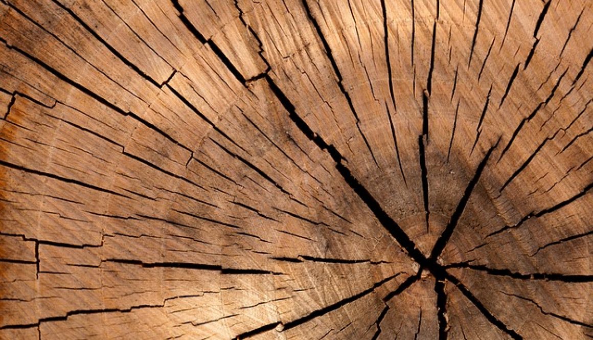 fakty i mity o drewnie