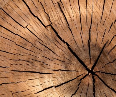 fakty i mity o drewnie